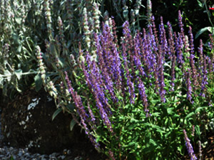 Vivers Càrex - Salvia amplexicaulis 